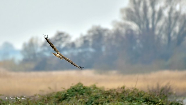 Buzzard soars over the Quack Gors, Hellevoetsluis NL