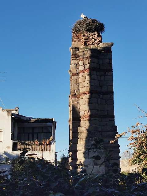 cigueñas en acueducto romano de San Lázaro o Rabo de Buey de Mérida Badajoz 01