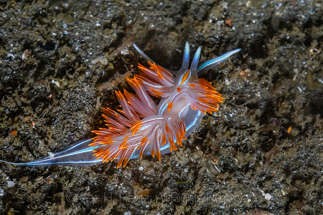 Hermissenda crassicornis at Point of Arches In Olympic National Park