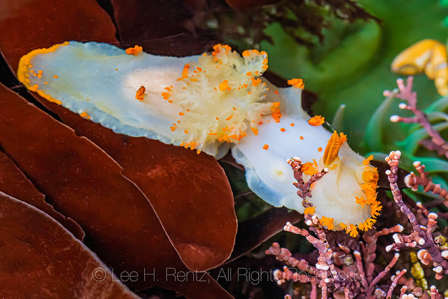 Clown Dorid at Point of Arches In Olympic National Park