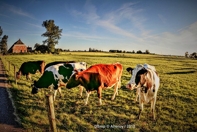 Cows in Groninger Landschap,Groningen ,the Netherlands,Europe