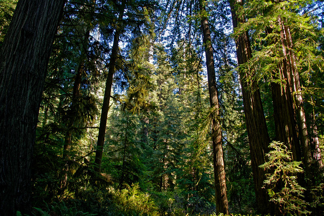 A Personal Photo Assignment in Jedediah Smith Redwoods State Park