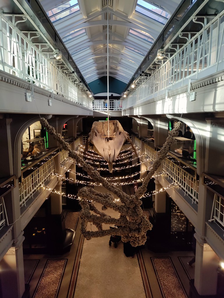 Sperm whale skeleton, Manchester Museum