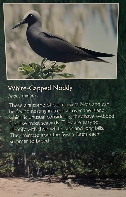 White Capped Noddy - Anous minutus - Lady Elliot Island, Kgari (Fraser) Coast, Queensland,