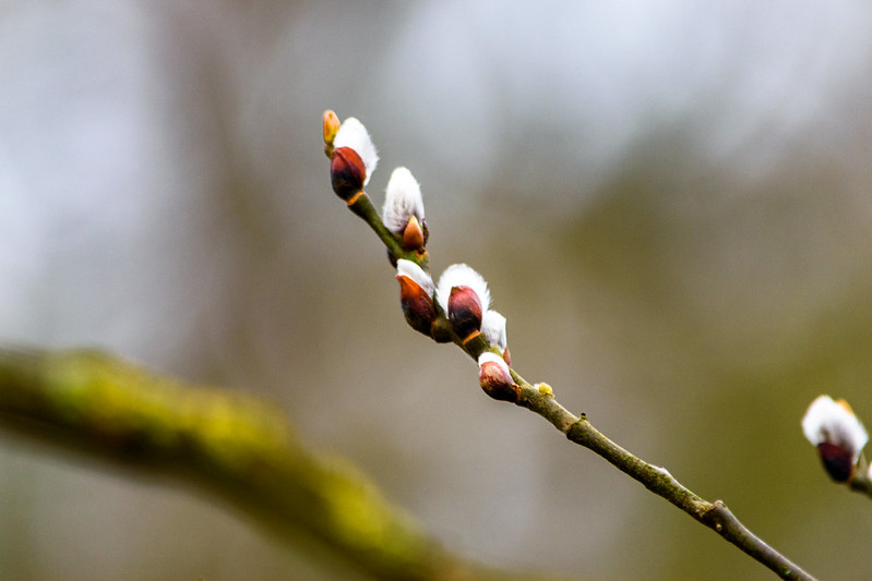 Breaking: pussy willow catkins, West Park