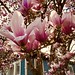 Tulip Tree, writer Carson McCullers’ childhood home, Columbus, Georgia, February 7th, 2023, photo by Debra J Hobbs.