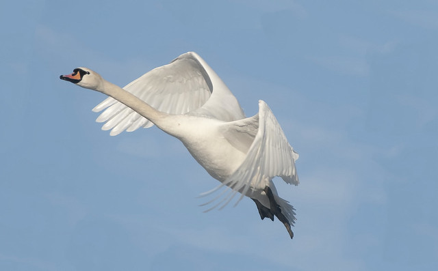 young swan flying off