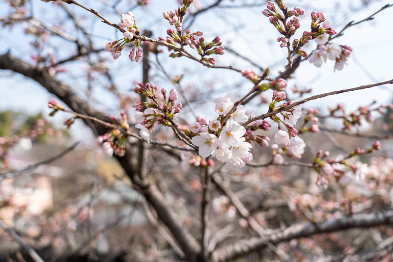 芦屋川の桜