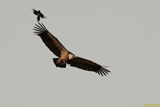 Acrobacias - Stunts. Buitre común-Gips fulvus-Griffon vulture & Urraca común-Pica pica-Common magpie