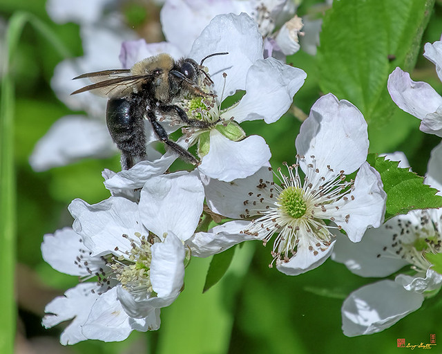 Eastern Carpenter Bee (Xylocopa virginica) (DIN0327)