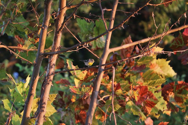 a warbler sits on a branch in the sunrise light, with mayflies all around it on the branches and leaves turning autumn colors in the background