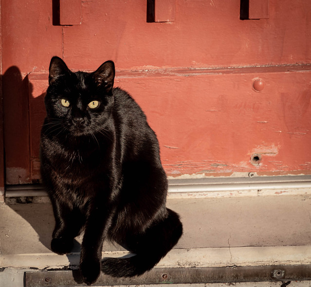 Le beau chat noir