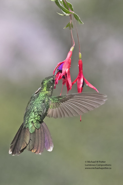 Tyrian Metaltail hovering at Fuchsia flower