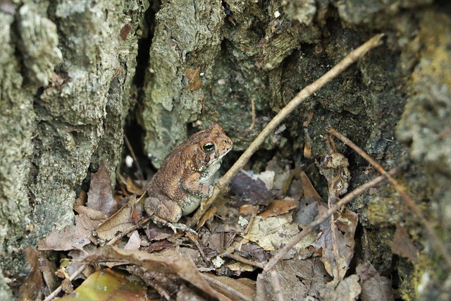 an orange and brown American toad sits on the leaf littered ground in a tree nook looking at the camera