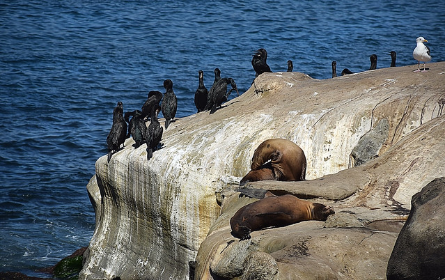 Two sea lions, many cormorants, and one gull