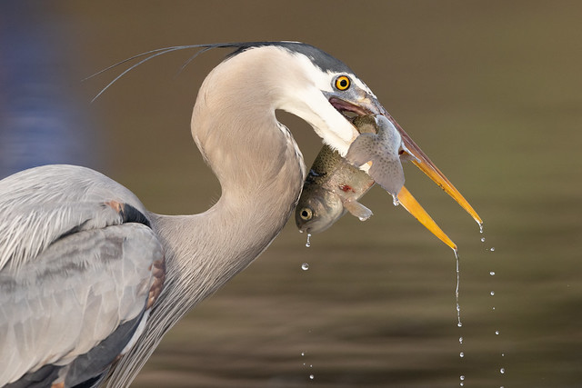 Great Blue Heron catches Trout (R52_2543-1)
