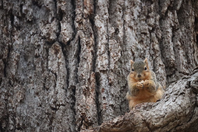 Fox Squirrels in Ann Arbor at the University of Michigan - February 22nd, 2023