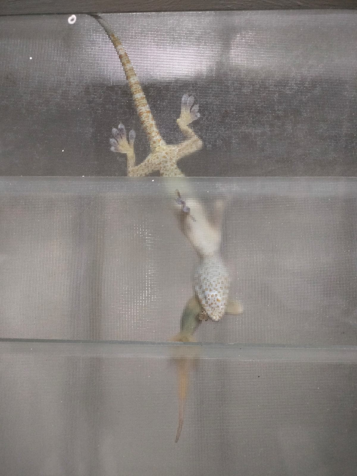 Big Gecko eating Small Gecko