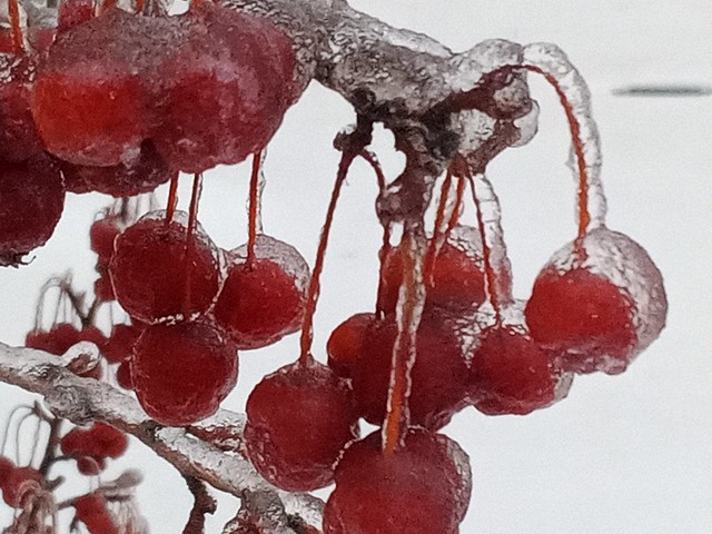 ice cherry