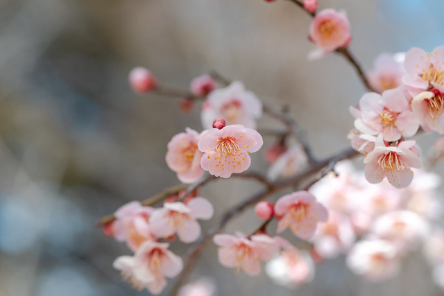 pink plum blossoms in early spring