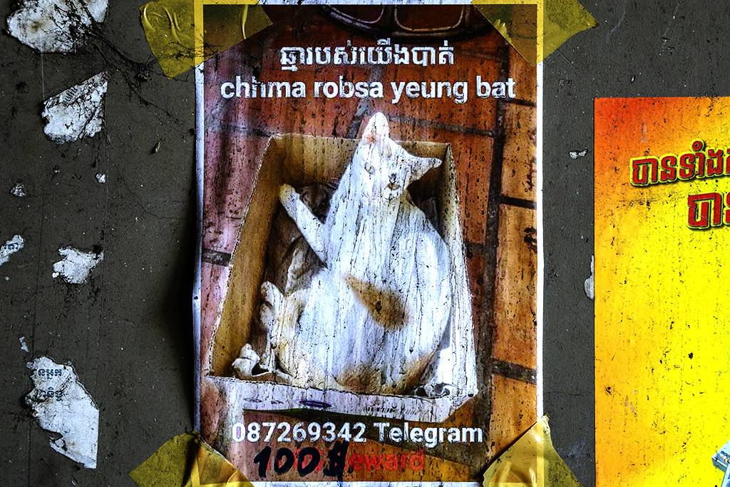$100 reward for lost cat on 2-23-23--Phnom Penh copy