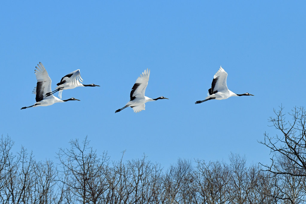 A group of red-crowned cranes in flight