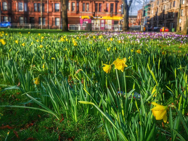 Daffodils emerging with Ubiquitous Discarded Water Bottle. Elder Park, Glasgow.. Crocuses in Background.