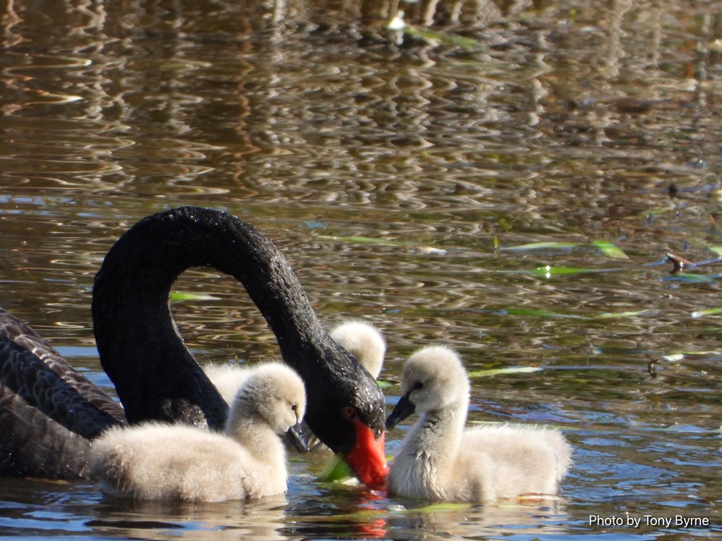 Black Swan with her Signets | Tony | Flickr