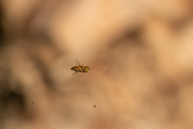 Bee flying. Macro photography of insect