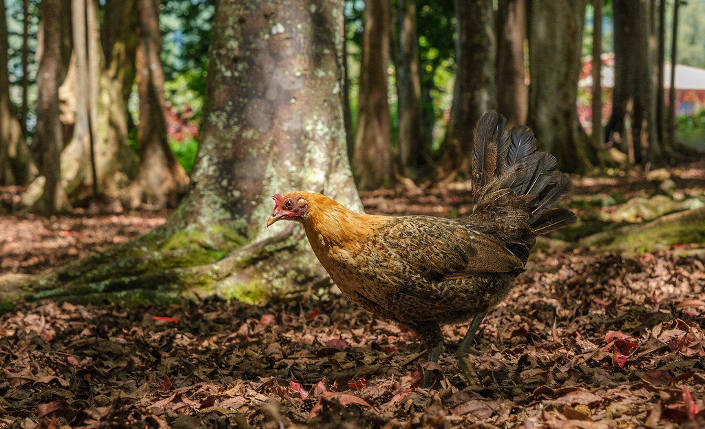 Chicken in the Sacred Rudrashka Forest 🐔