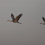 Sandhill cranes 