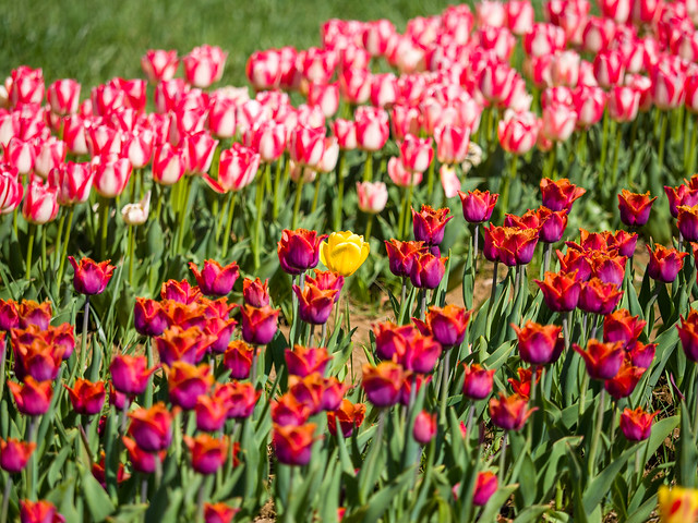 Holland Ridge Farms tulips 2022-4201698