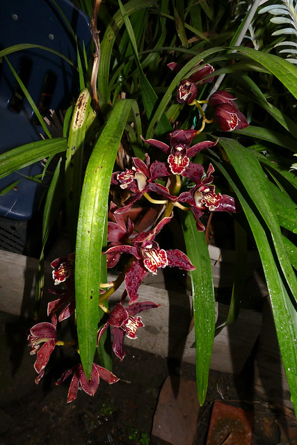 Cymbidium Pywacket 'Wild Thing' hybrid orchid