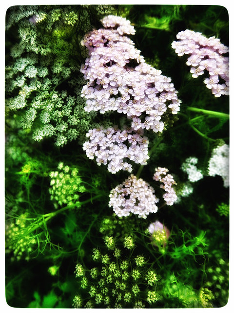 Tiny summer flowers softened in Snapseed