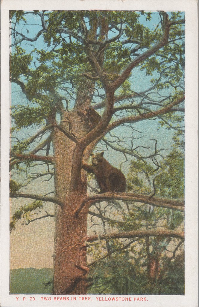 Y.P. 70 Two Bears in a Tree
