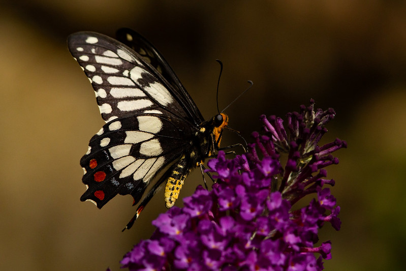 Dainty Swallowtail Butterfly