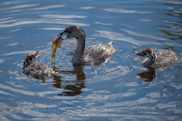 Pied-billed Grebe feeding her chicks