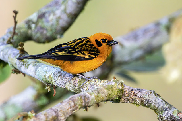 Golden Tanager (Tangara arthus)