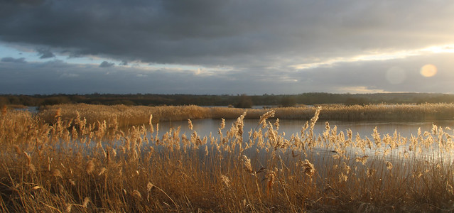 Somerset Wetlands, UK.