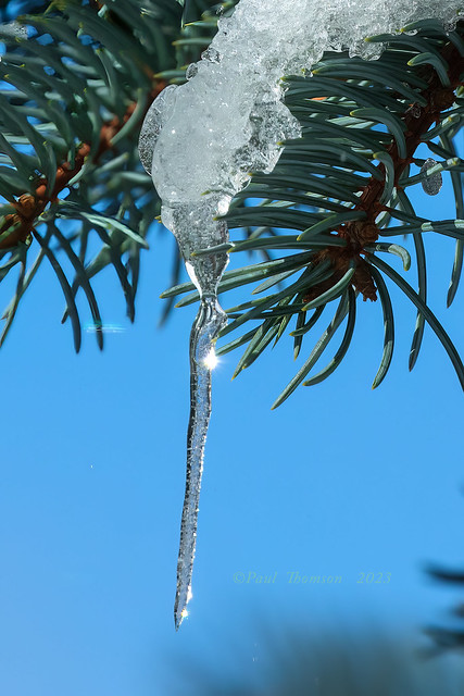 Delicate Ice Sculpture 1