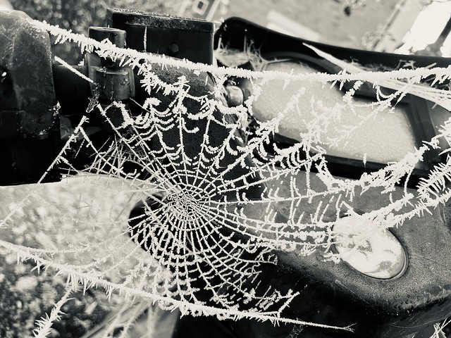 Frosty Spider Web Ely Feb 2023