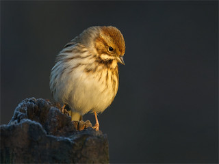 Reed Bunting at First Light