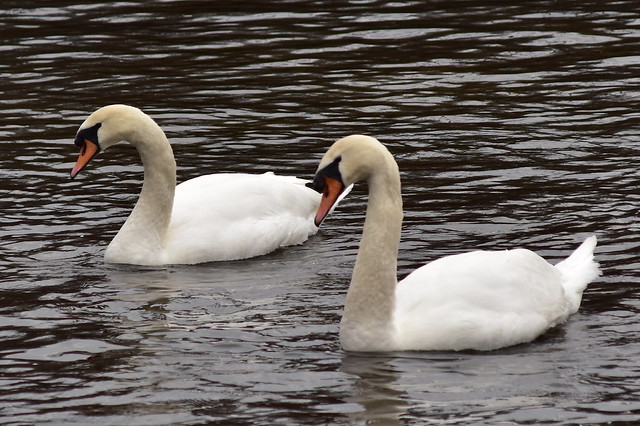 3846 Mute Swans @ Connetquot River.