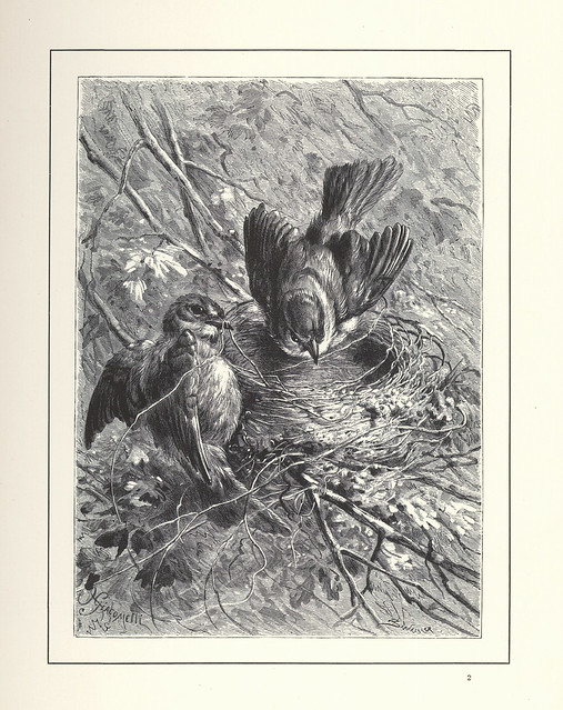 Idylle aus der Vogelwelt, Illustration 2