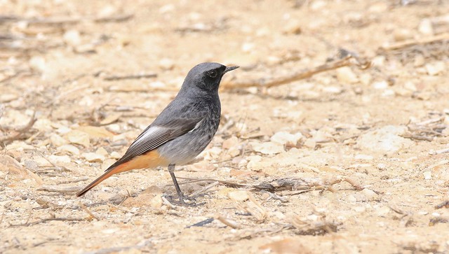 Black Redstart - Male
