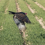 Turkey Vultures in flight at Cibola NWR in AZ-07 2-15-23                                