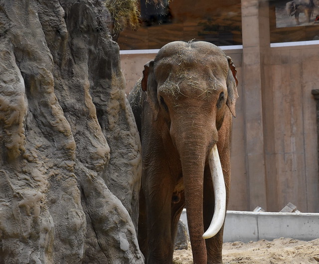 Elephant Alexander