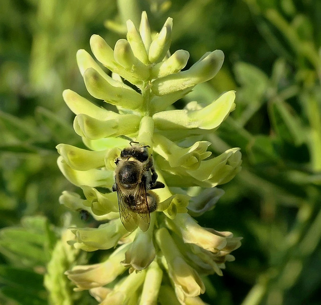 Bee Enjoying a Milkvetch