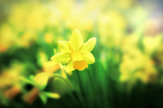 Spring Daffodil Art