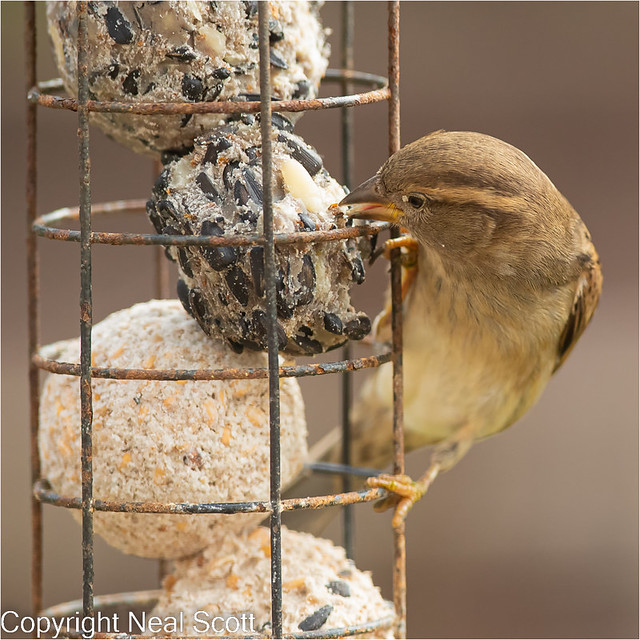 house-sparrow female--4